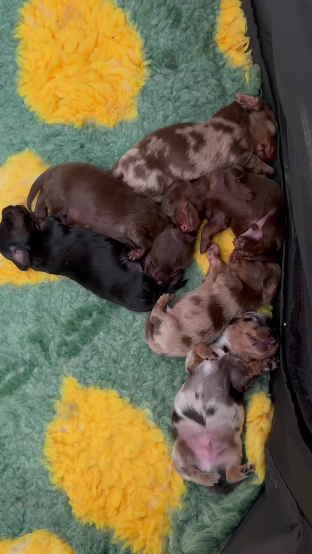 Miniature Dachshund dogs for sale: Gorgeous Long Haired Miniature Dachshund Puppies - Video 2
