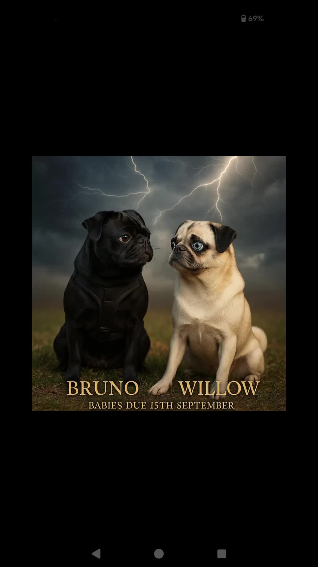Pug dogs for sale: Pug Puppies - Video 4