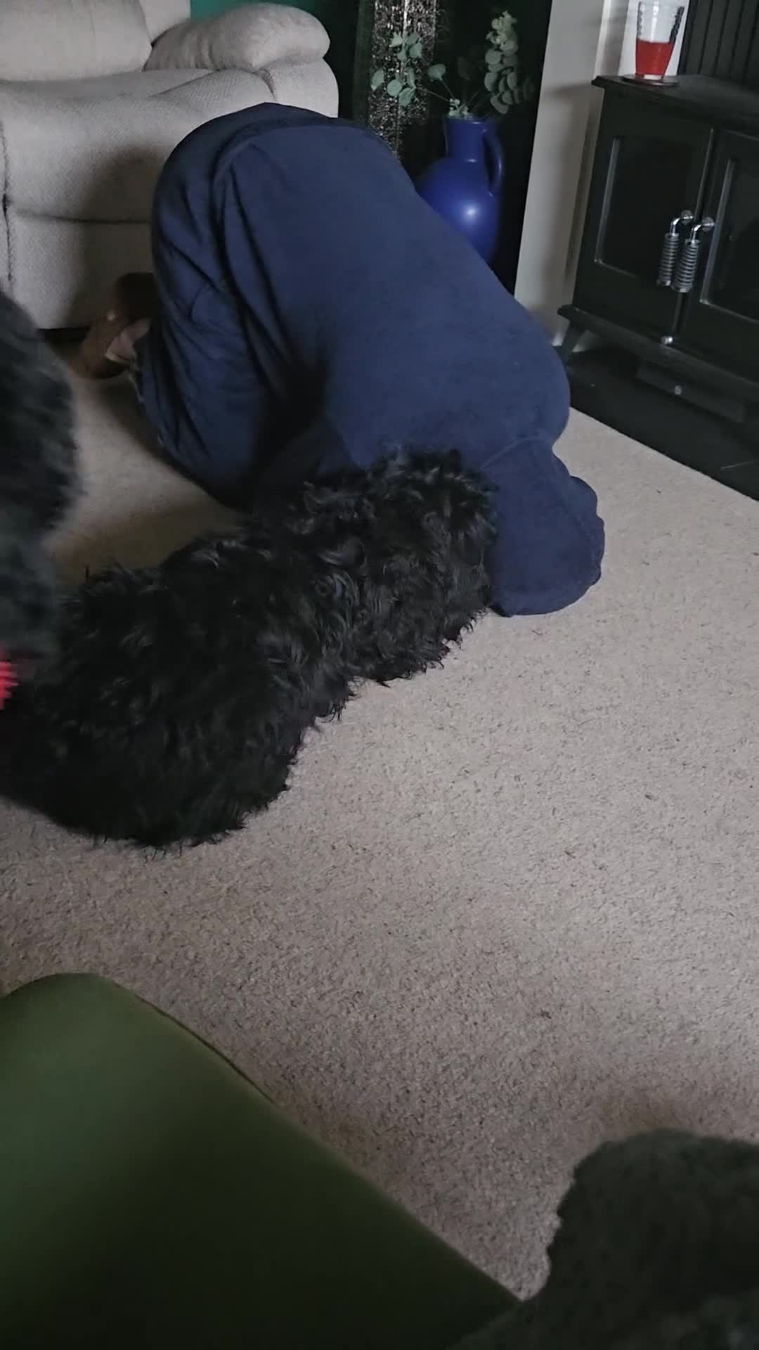 Mixed Breed dogs for sale: Bundles of love ❤️ and fun!! - Video 1