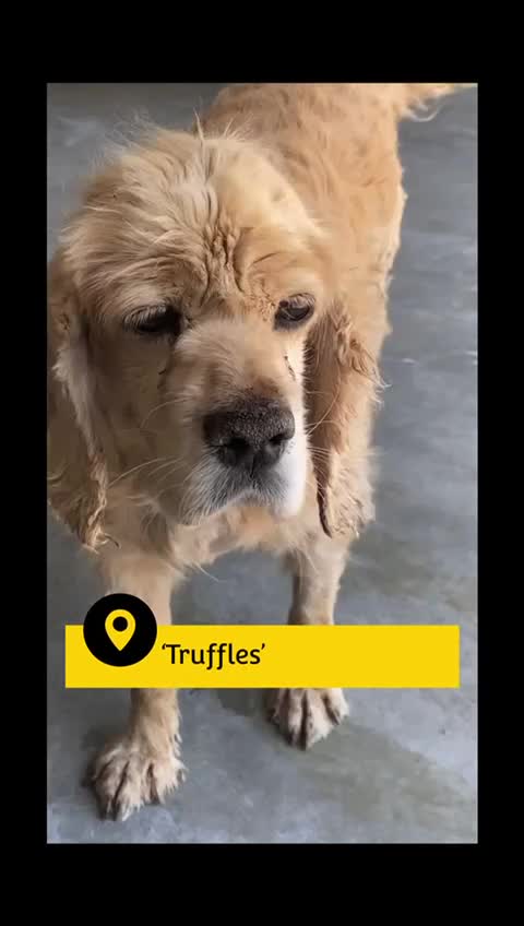 Cocker Spaniel dogs for adoption: Truffles, 10+ yrs. Available for adoption. - Video 1