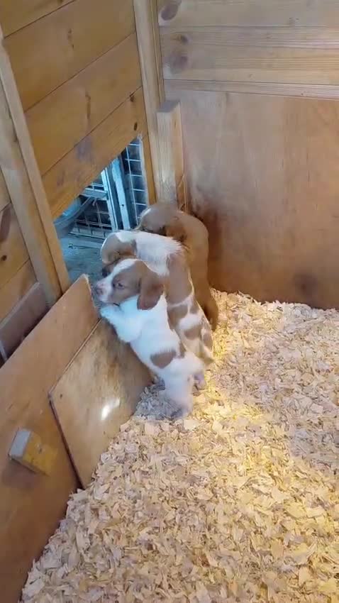 Cocker Spaniel dogs for sale: Beautiful cocker spaniel pups READY TO LEAVE NOW  - Video 1