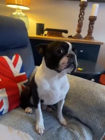 Boston Terrier dogs for stud: Boston terrier dog for stud  - Video 1