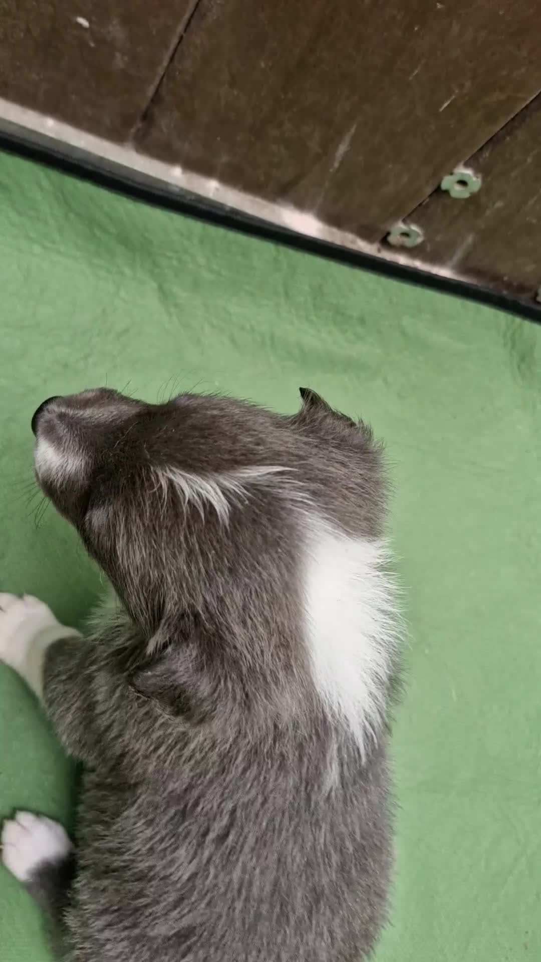 Border Collie dogs for sale: Border Collie Pups - Video 1