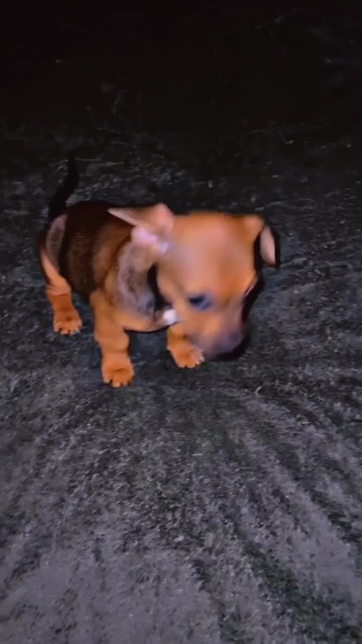 Mixed Breed dogs for sale: Frenchie/ dashund  - Video 2