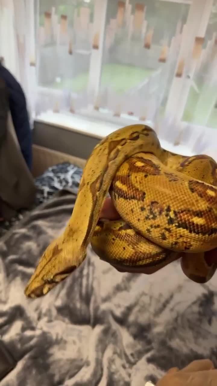 Boa Snake reptiles for sale: boa constrictor - Video 1