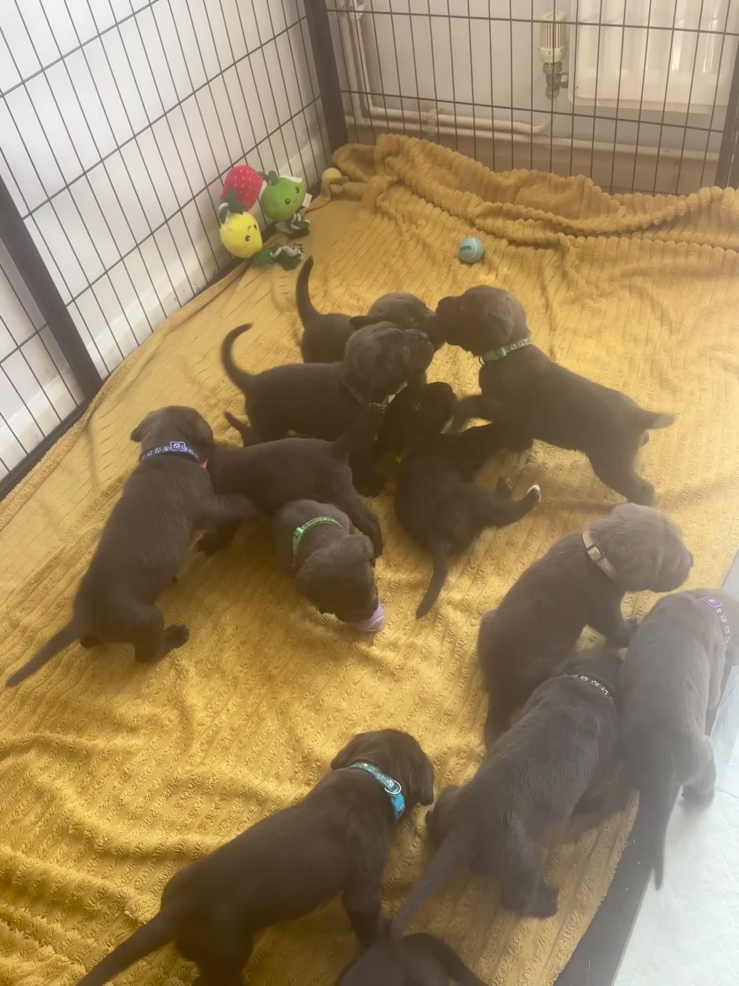 Cane Corso dogs for sale: 4 Pure Cane Corso Puppies Available Now  - Video 5