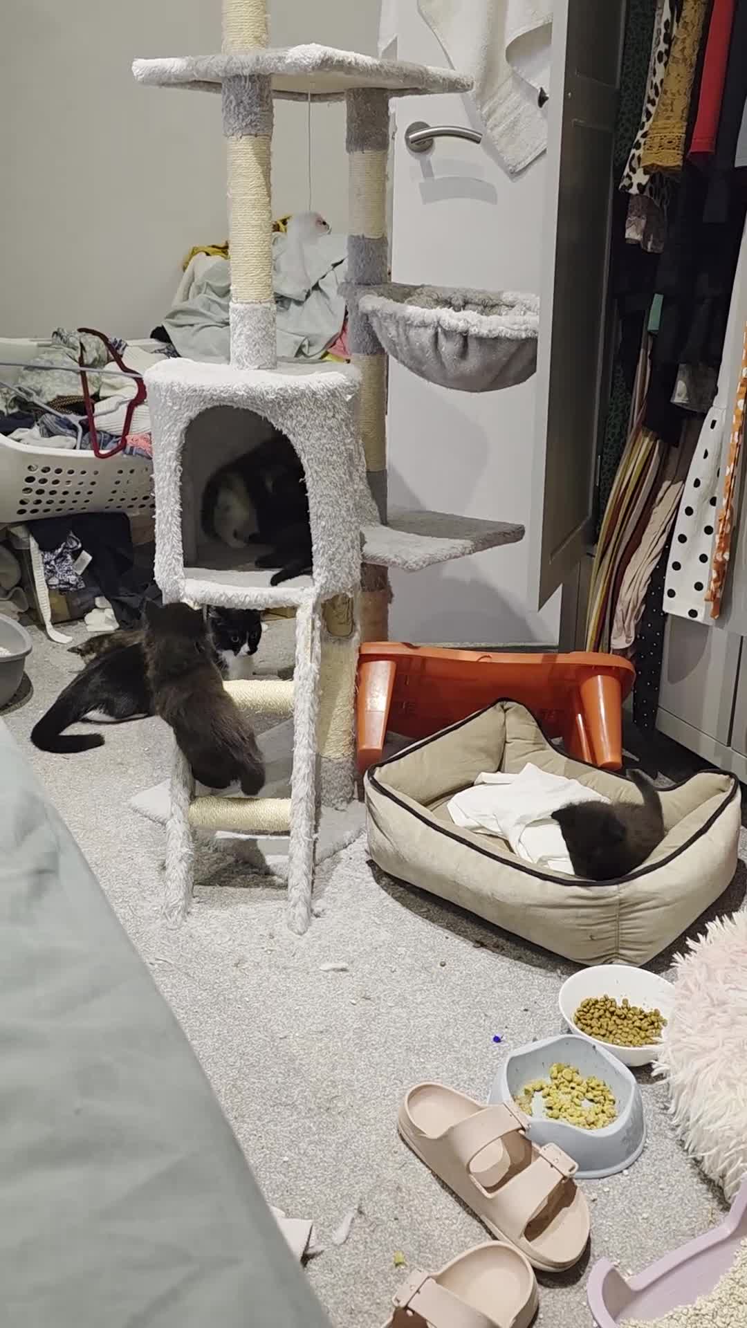 British Longhair cats for sale: 7 kittens boys and girls. British longhair cross  - Video 4