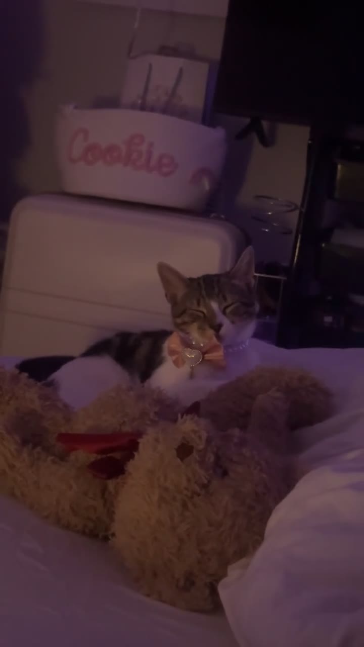 Domestic Shorthair cats for sale: 💖Meet Cookie-Dior, looking for His Forever Home🏡 in Birmingham - Video 3