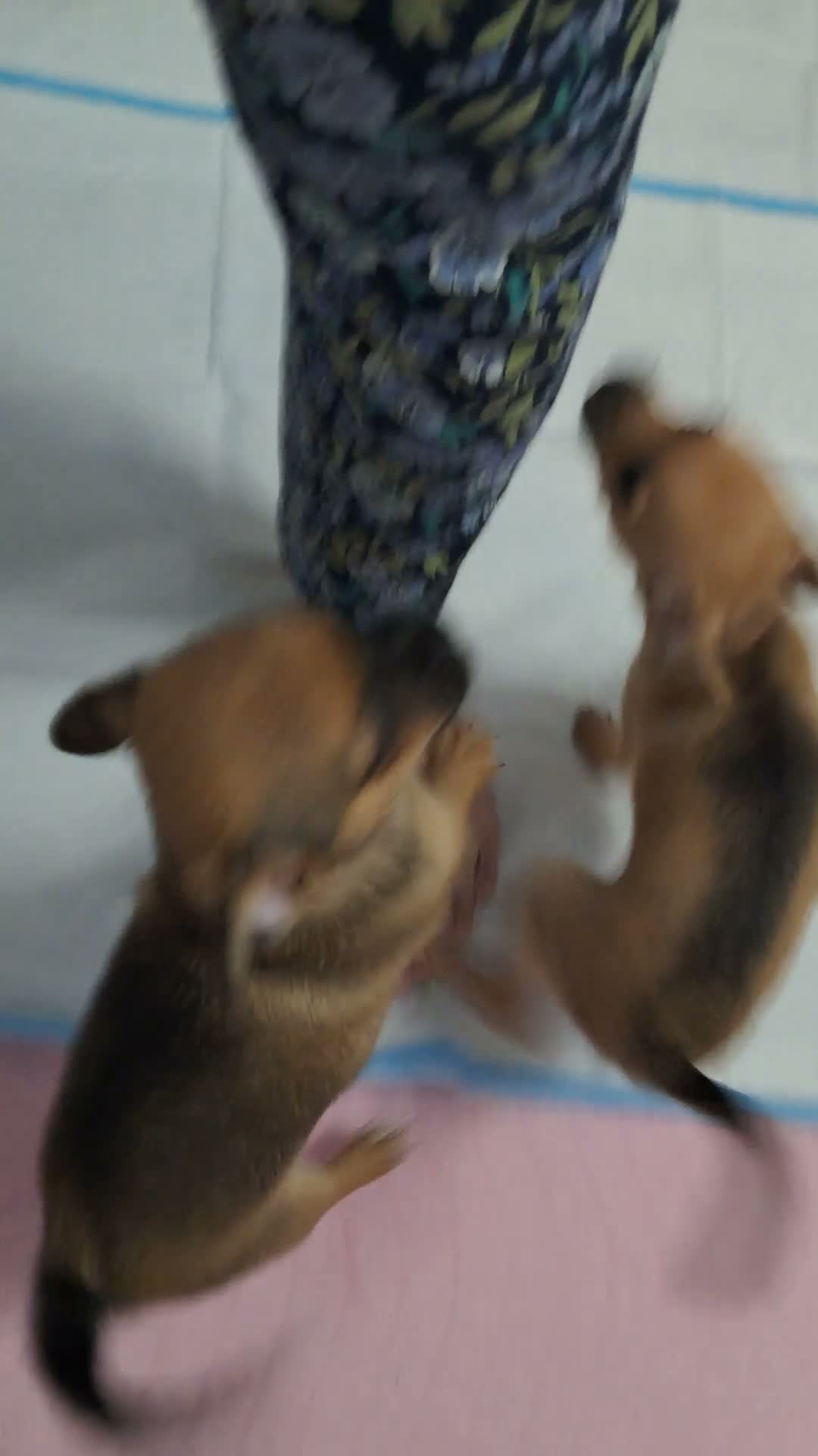 Chihuahua dogs for sale: Chihuahua puppies  - Video 1