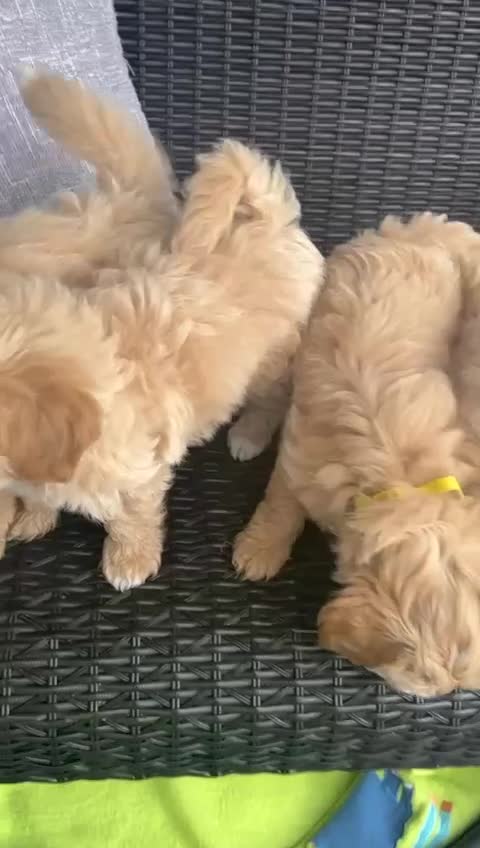 Maltipoo dogs for sale: Adorable Maltipoo  - Video 1