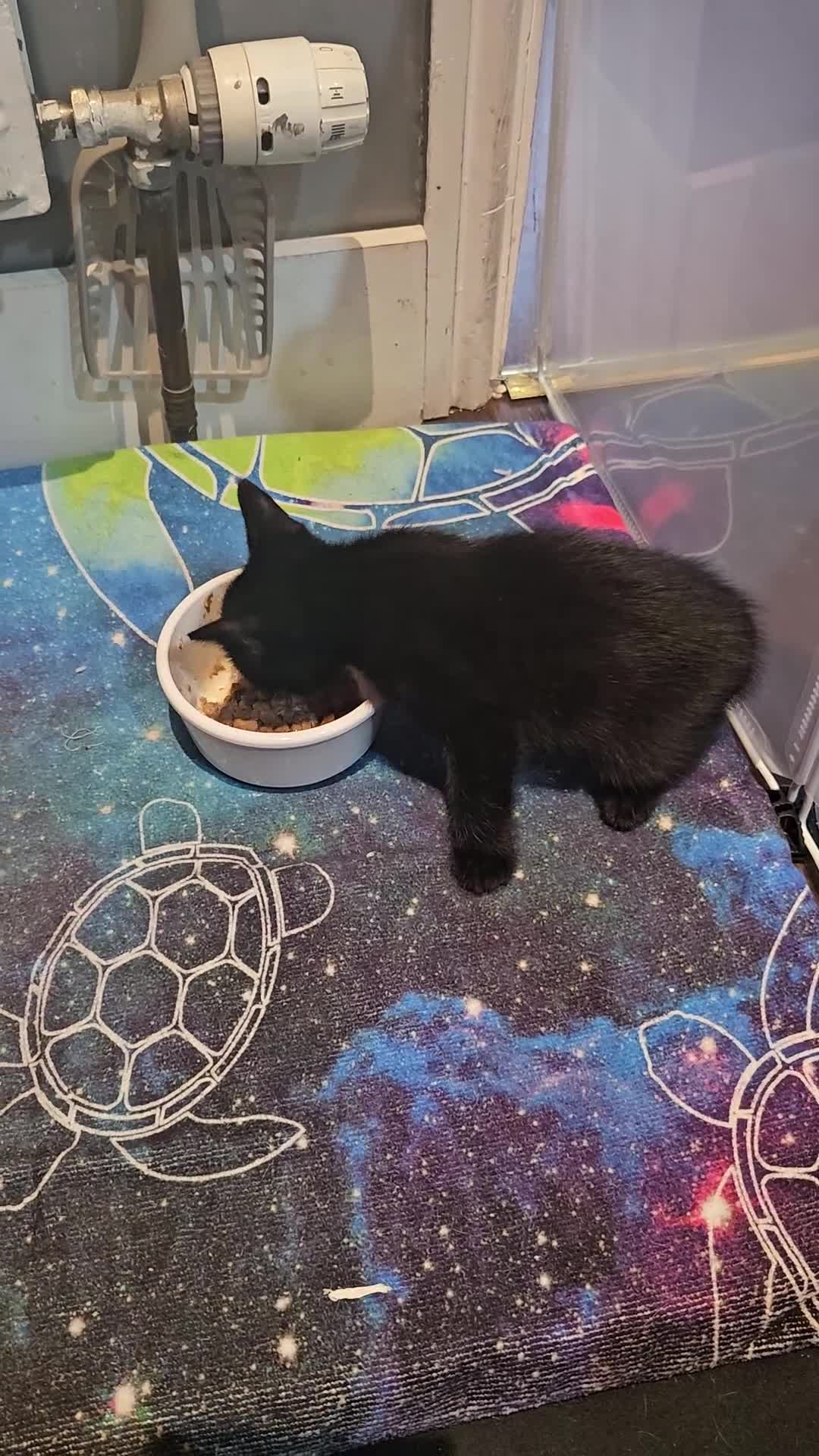 Mixed Breed cats for sale: Gorgeous kittens  - Video 1