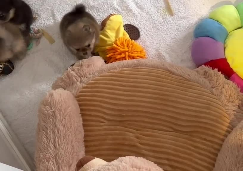 Pomeranian dogs for sale: RARE TINY& 1 BOY LEFT;300G AT 10 WEEKS💙40+🏆lines - Video 2