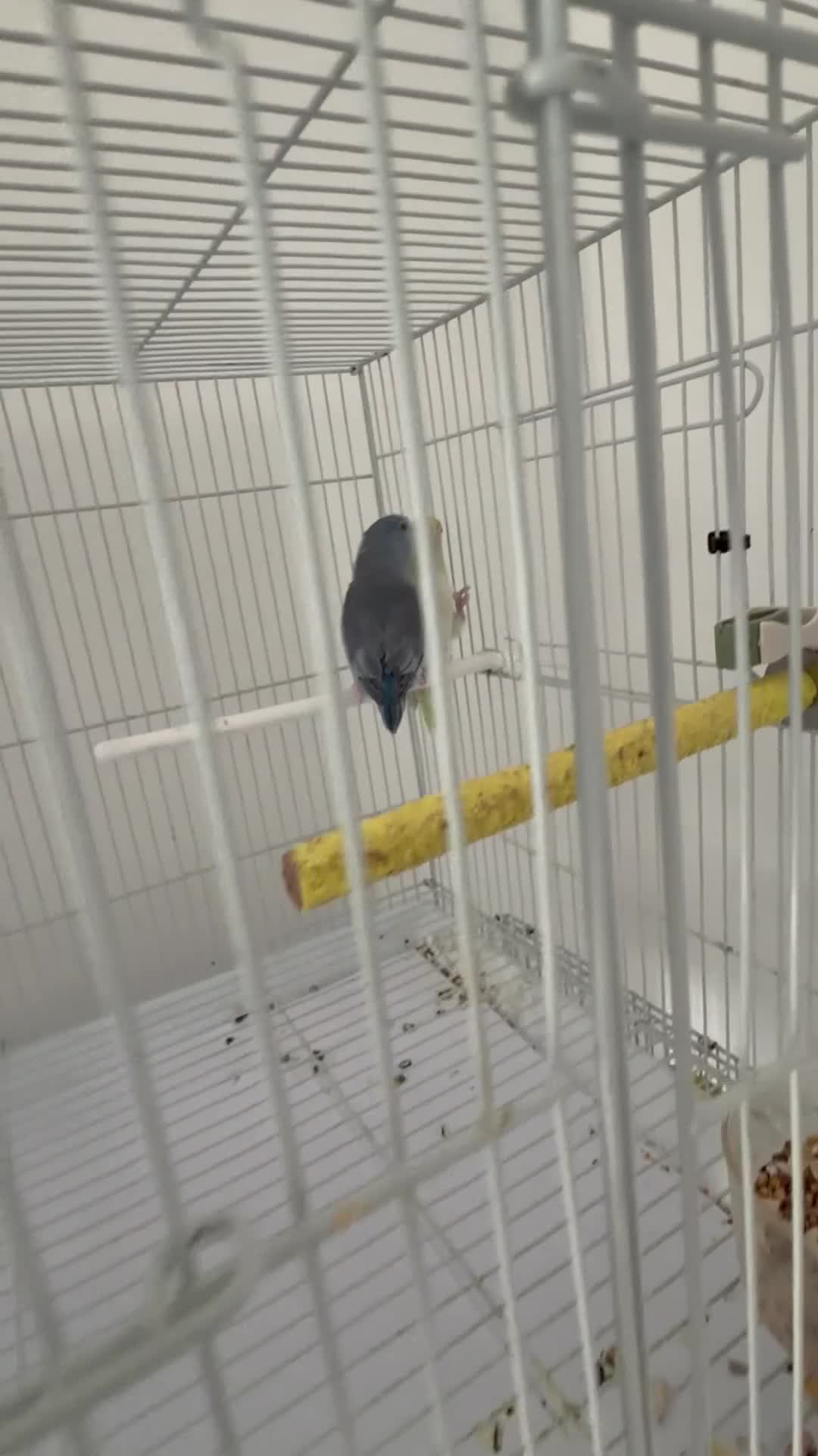 Parrots birds for sale: PAIRS Yellow thighed caique Quaker parrolette  - Video 3
