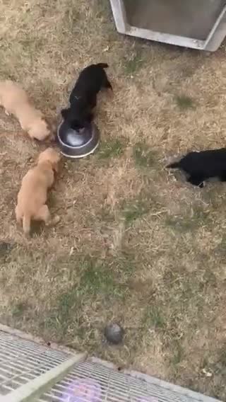 Cocker Spaniel dogs for sale: Five Cocker Spaniel Puppies in Gloucester - Video 1