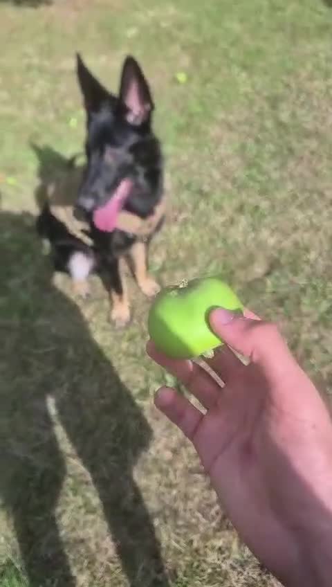 German Shepherd dogs for sale: Stunning German shepherd puppy.friendly& social - Video 1