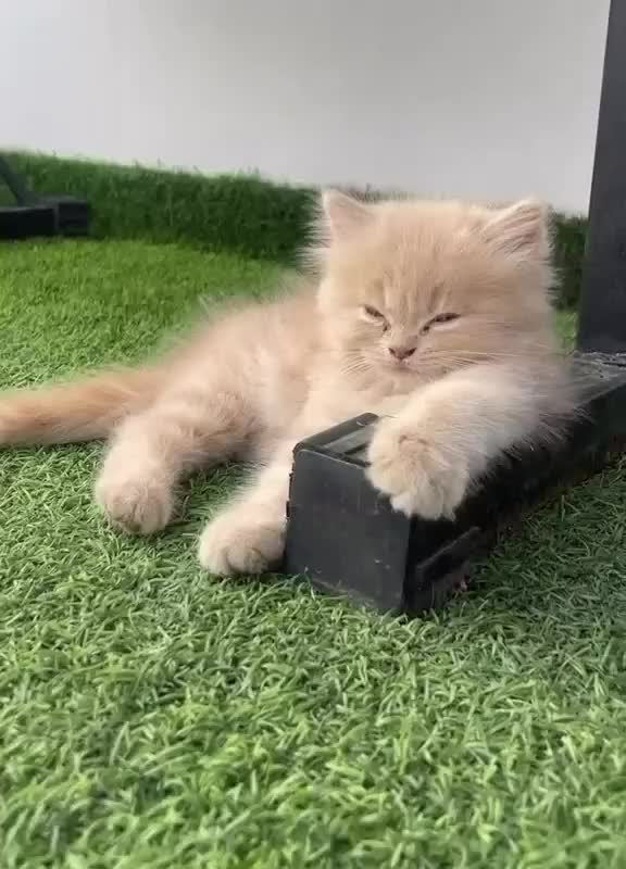 Mixed Breed cats for sale: Little Browny - Video 1