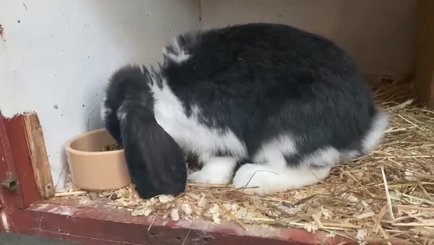 French Lop rabbits for sale: Female French Lop for rehoming - Video 1