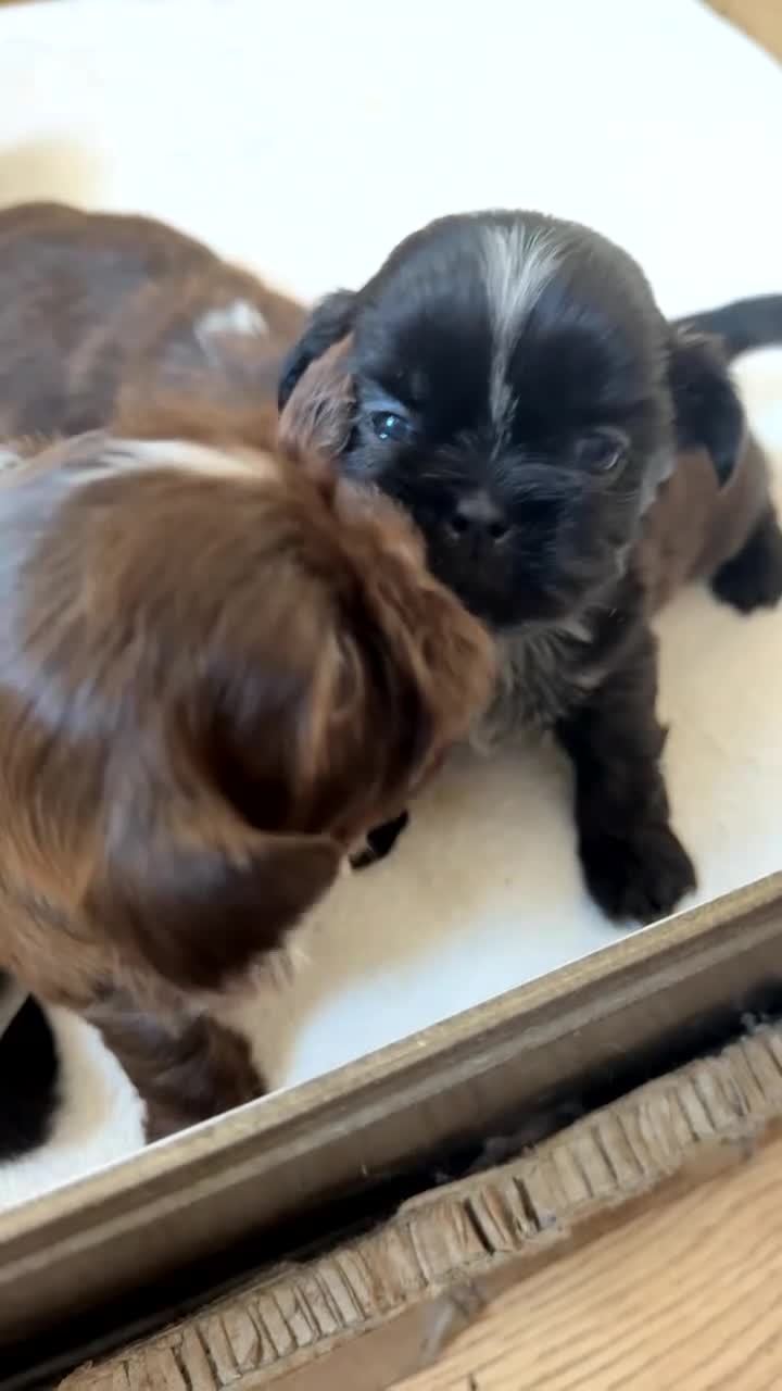 Shih Tzu dogs for sale: Tri-Colour KC Imperial Shih Tzu Puppies - Video 1