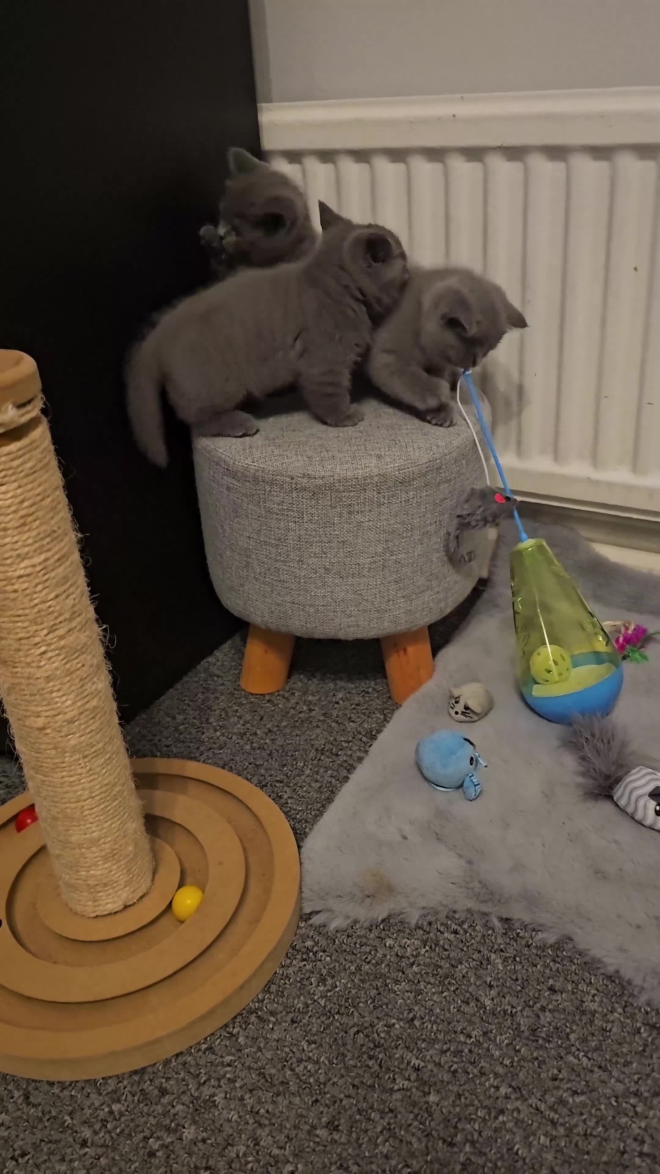 British Shorthair cats for sale: British Shorthair Kittens (GCCF) - Video 2