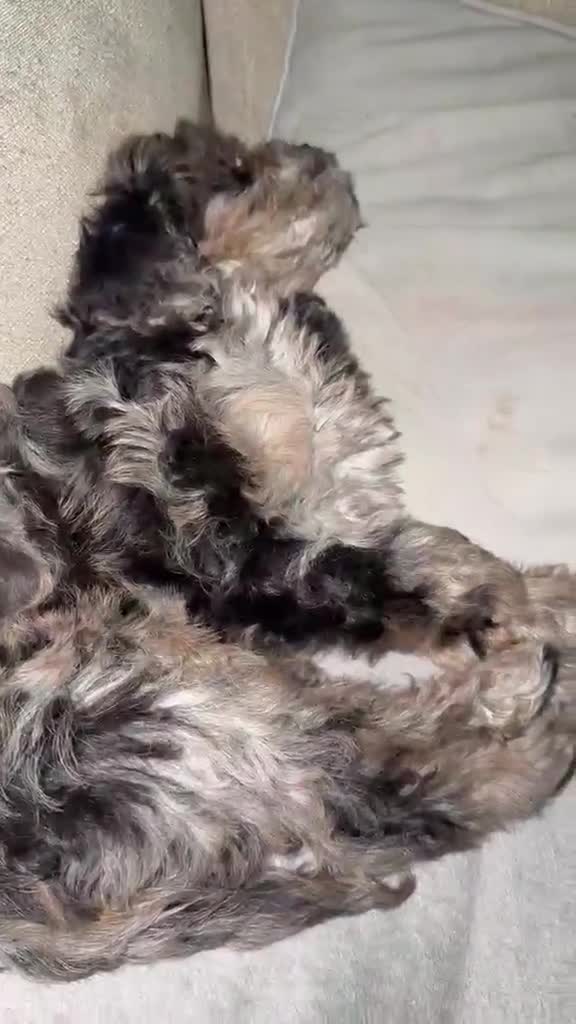 Mixed Breed dogs for sale: Beautiful mixed breed puppy  in Gerrards Cross - Video 1