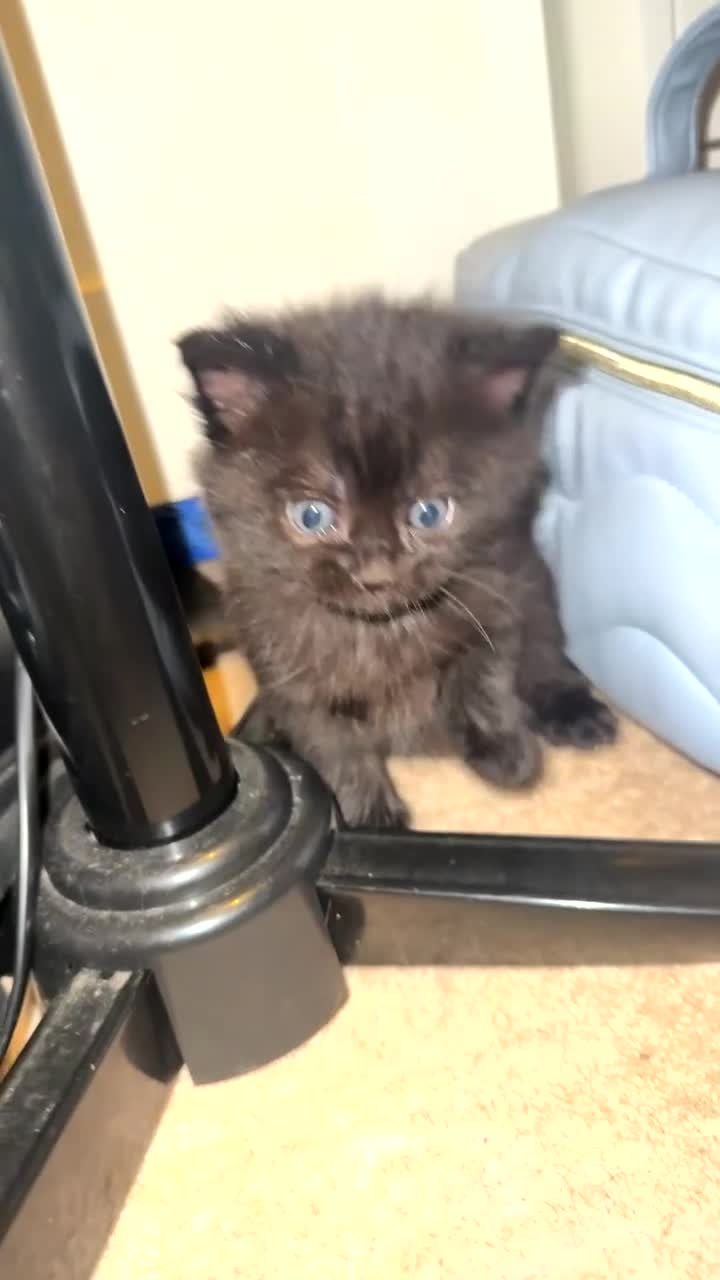 British Shorthair cats for sale: Two black female kittens  - Video 3