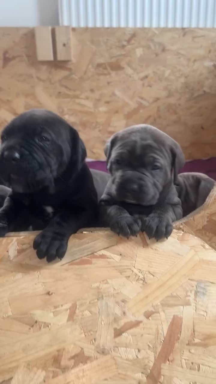 Cane Corso dogs for sale: Cane corso puppies  - Video 3