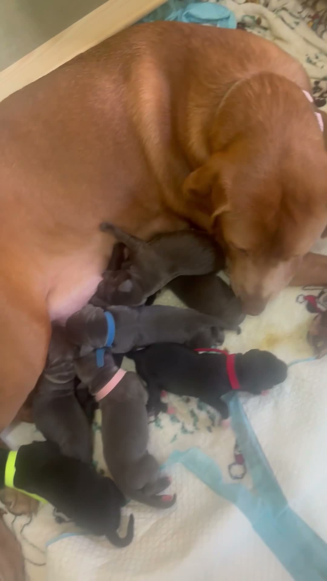 Mixed Breed dogs for sale: 10 beautiful labrador x bully cross pups  in Wigan - Video 1