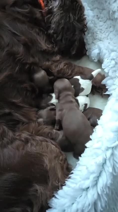 Sprocker dogs for sale: Sprocker spaniel puppies!!!  in Edinburgh - Video 1