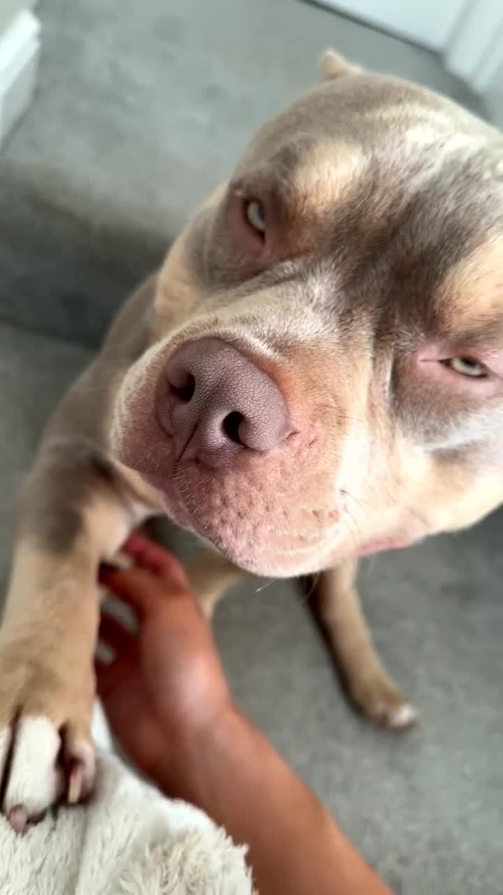 American Bully dogs for stud: BUGZY THE AMERICAN BULLY  - Video 3