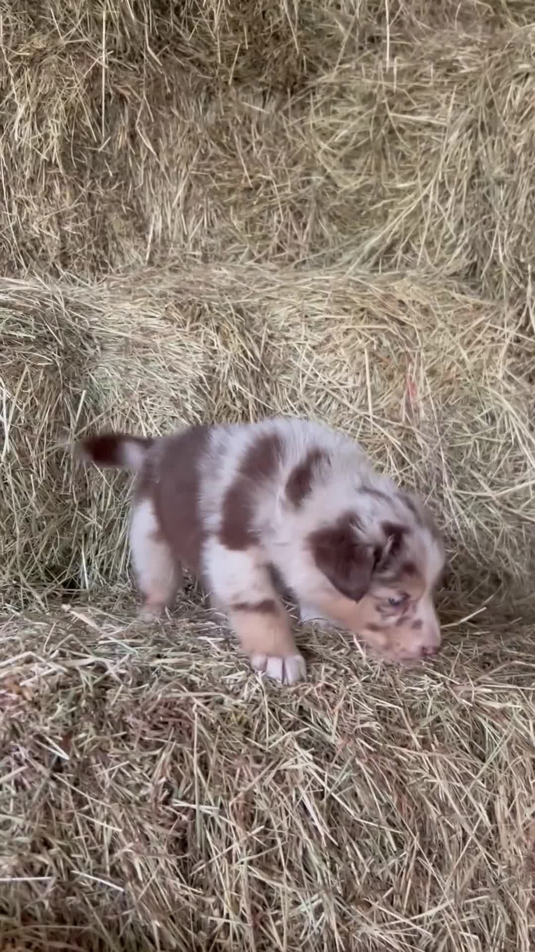 Mixed Breed dogs for sale: Collie X Australian Shepherd pups - Video 1