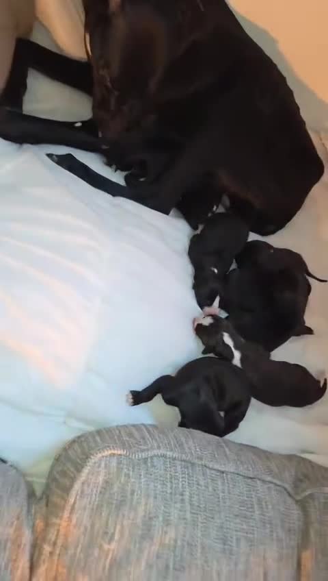 Mixed Breed dogs for sale: Lurcher-bull X Husky-staff - Video 1