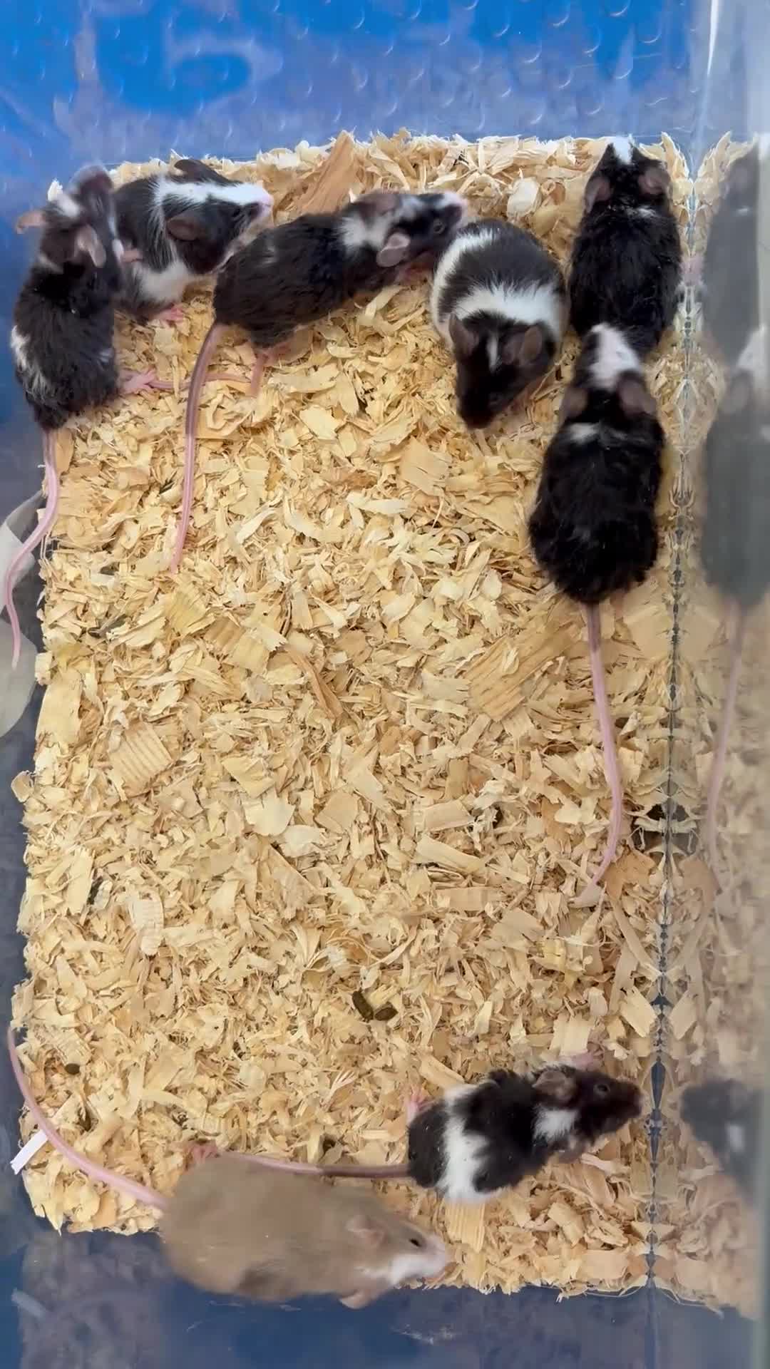 Mouse rodents for sale: Baby female fancy mice  - Video 2
