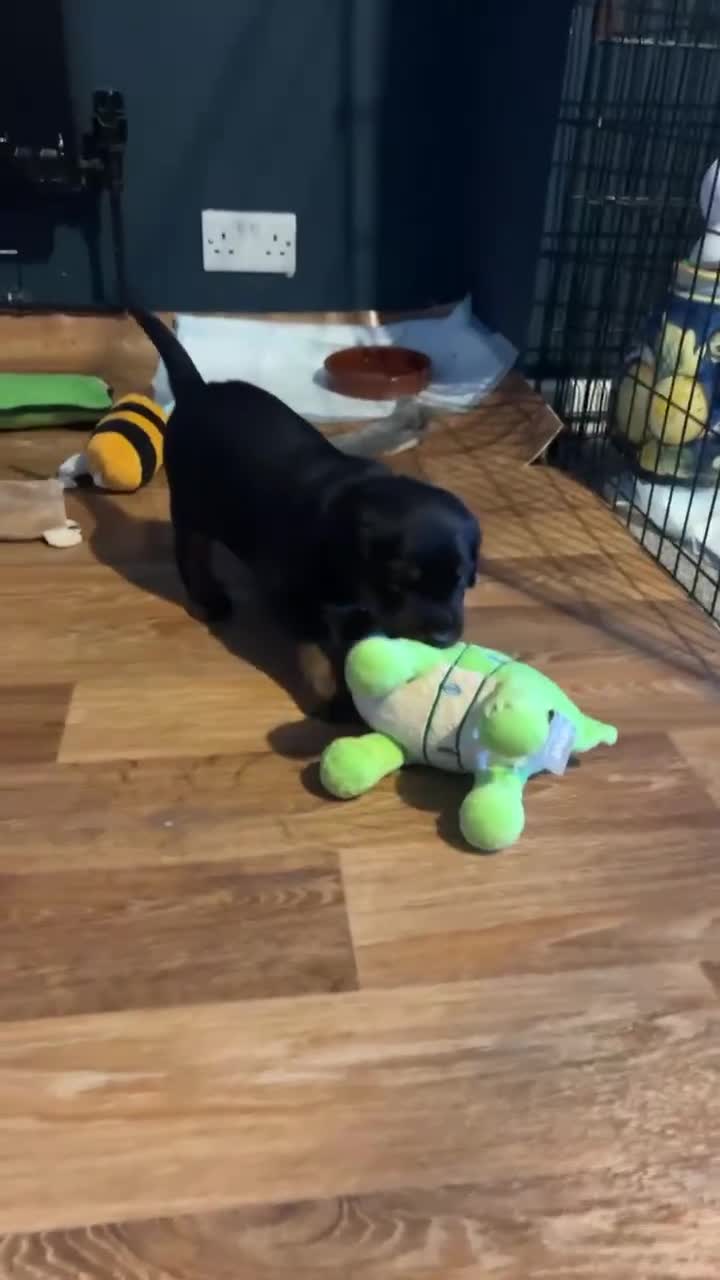 Mixed Breed dogs for sale: Adorable Doberman & Beauceron puppies for sale - Video 1