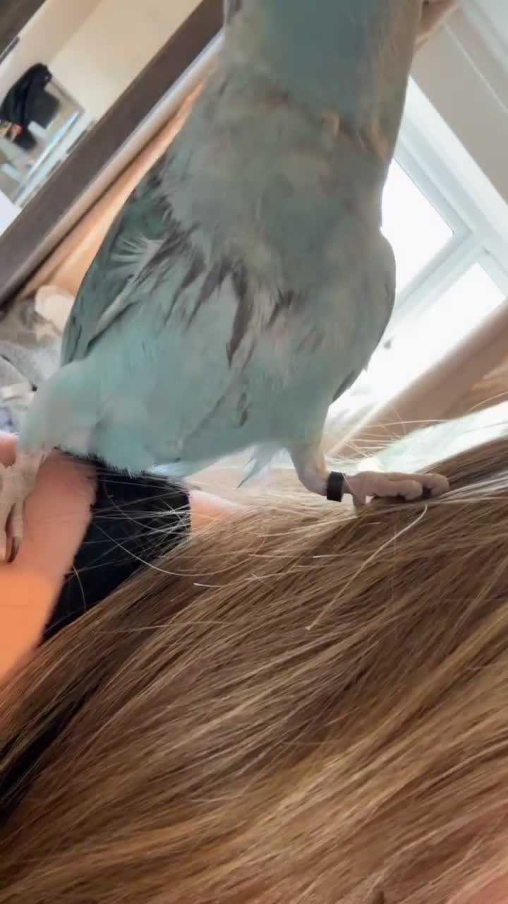 Ringnecks birds for sale: blue indian ringneck parrot in Leicester - Video 2