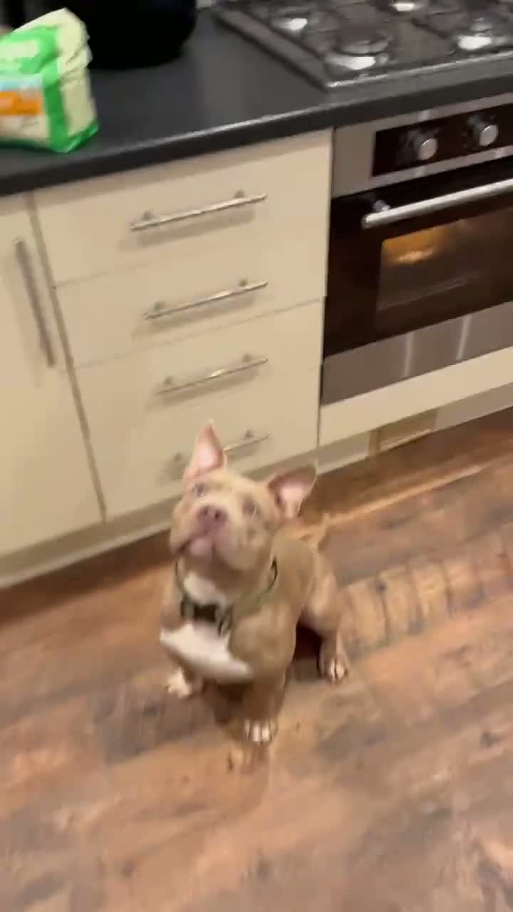 American Bully dogs for sale: Bugzy - Video 1