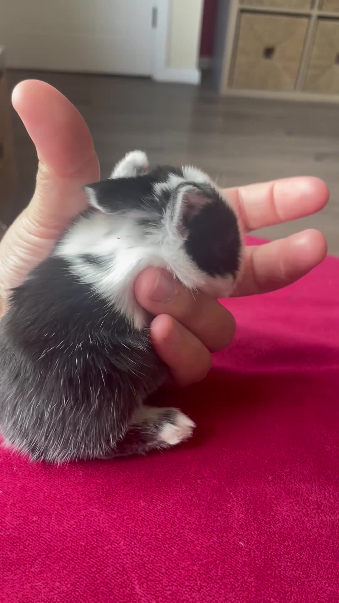 Mini Lop rabbits for sale: Rabbit's available now  - Video 2