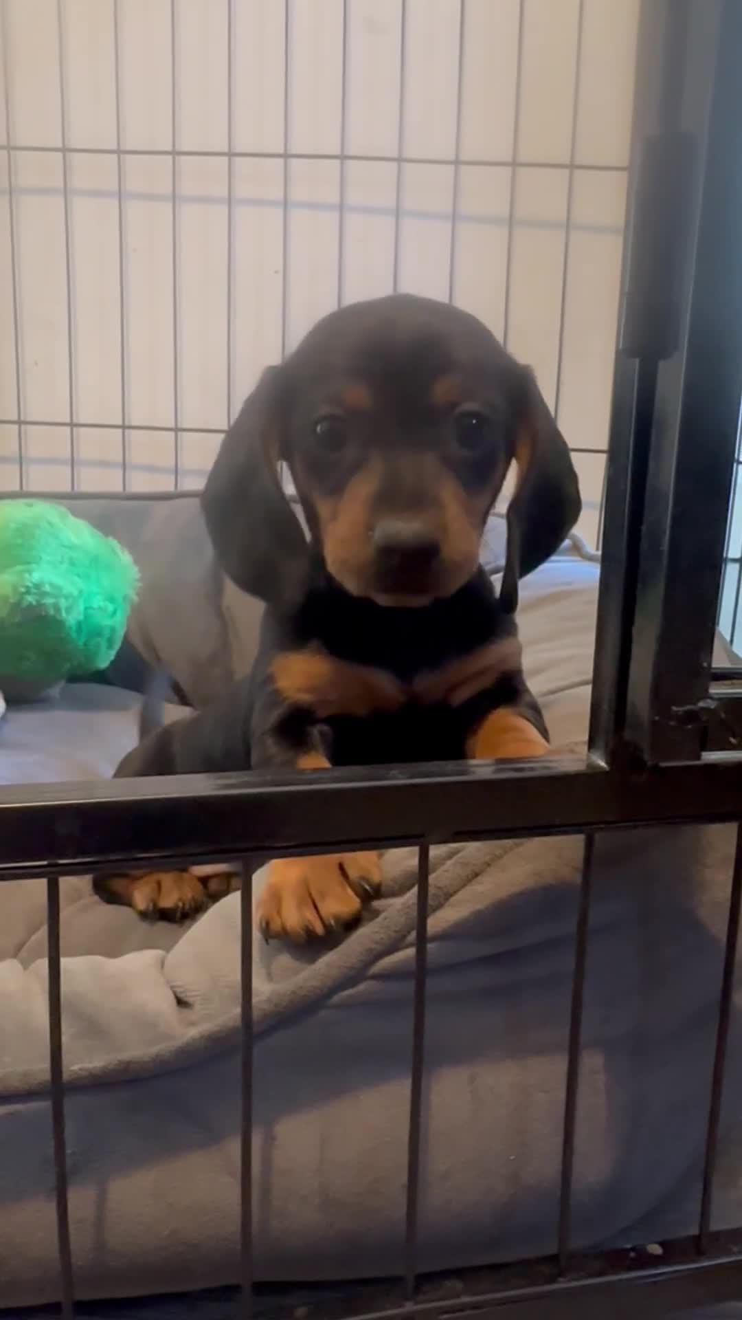 Miniature Dachshund dogs for sale: Miniature dachshund  - Video 1