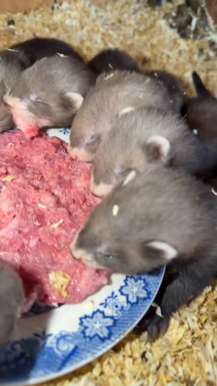 Ferret rodents for sale: Polecat cross  in Brecon - Video 1