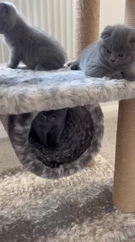 British Shorthair cats for sale: Blue British Shorthair  - Video 3