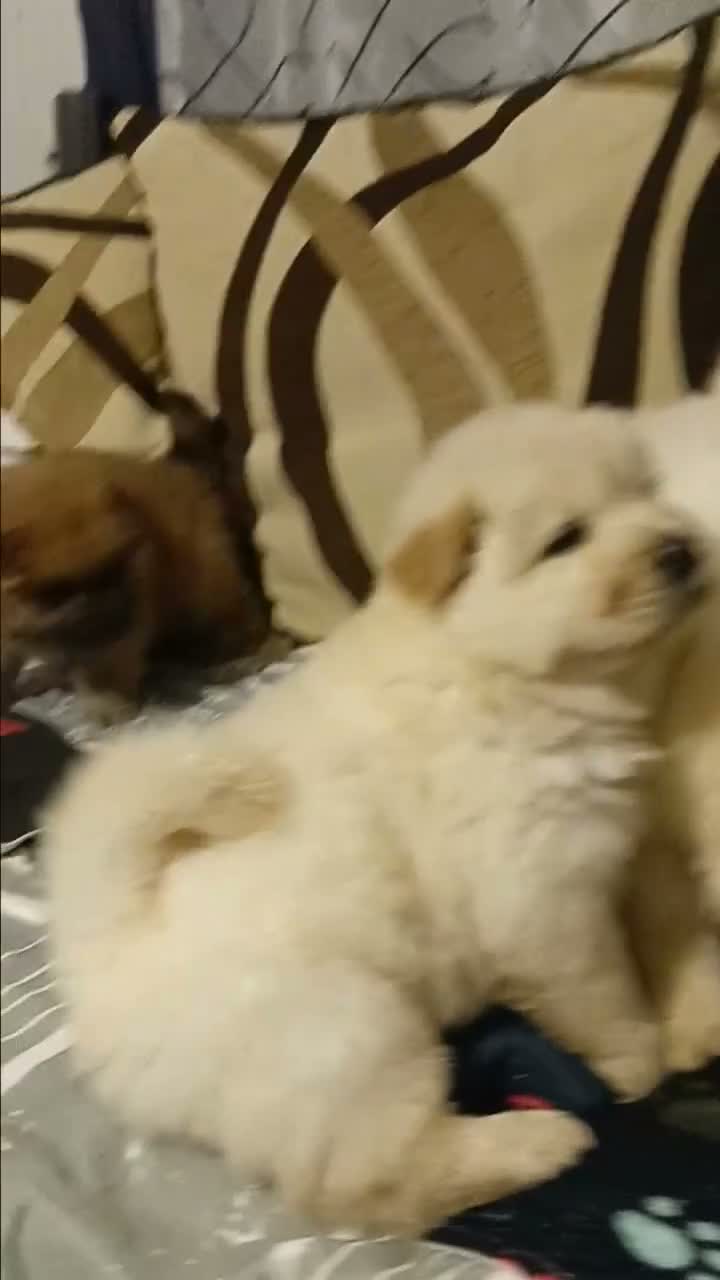 Chow Chow dogs for sale: Chow chow in Dudley - Video 1