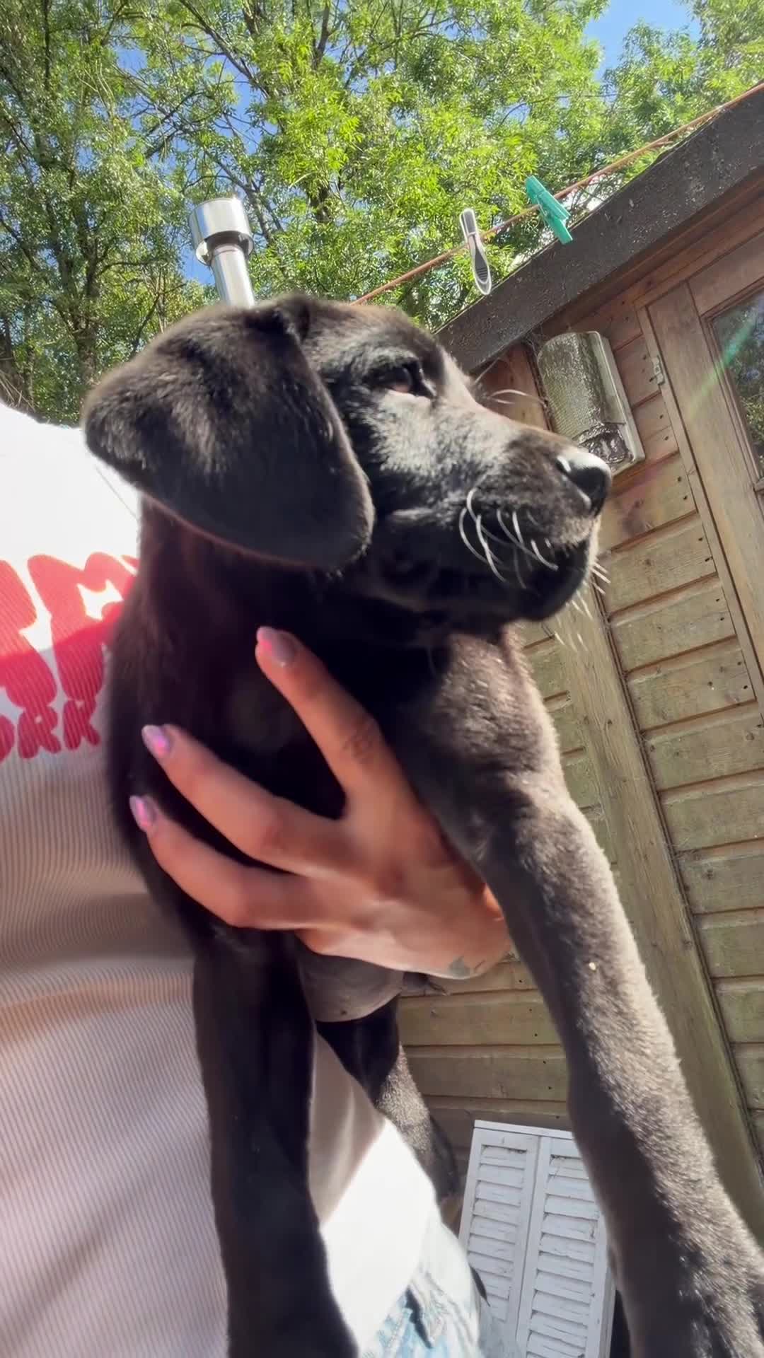Labrador Retriever dogs for sale: Labrador boy 8 weeks  - Video 1