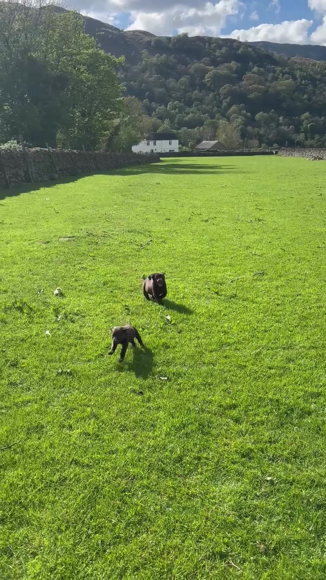 Labrador Retriever dogs for sale: Chocolate Labradors  - Video 4