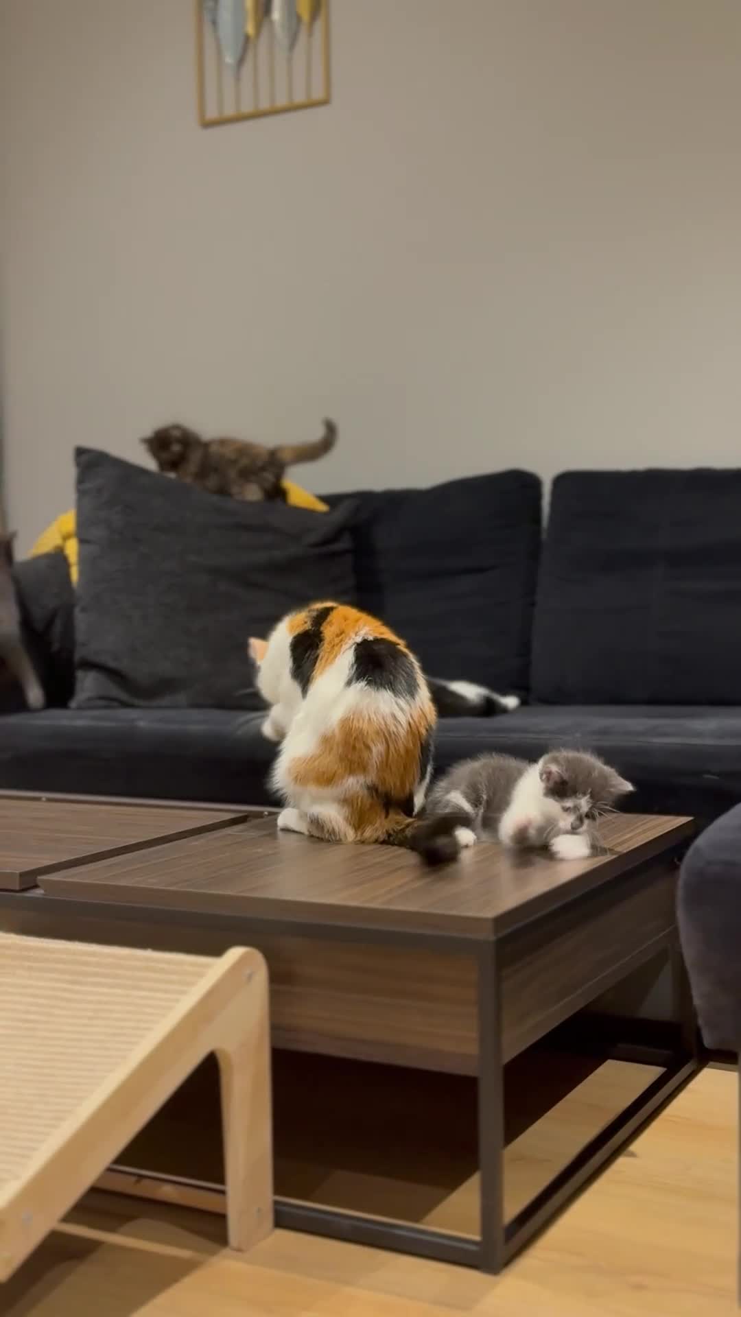 Mixed Breed cats for sale: 4 Kittens – Available 1st August | 3 Boys & 1 Girl in Melksham - Video 2