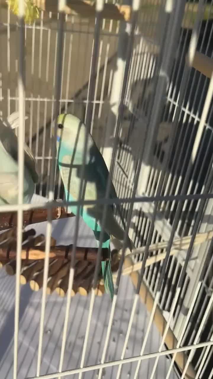 Budgerigars birds for sale: Birds and cage  in Basildon - Video 1