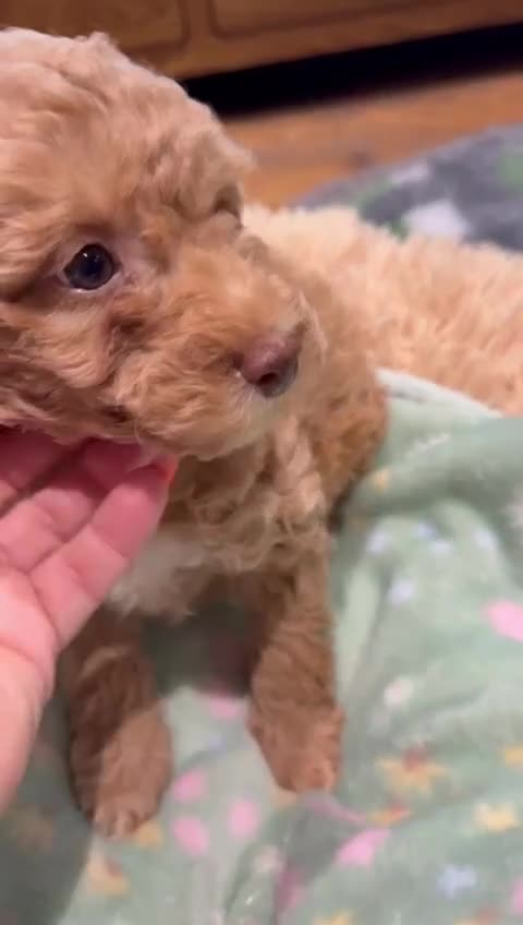 Toy Poodle dogs for sale: ❤️3 toy poodle puppies 🐶  - Video 1