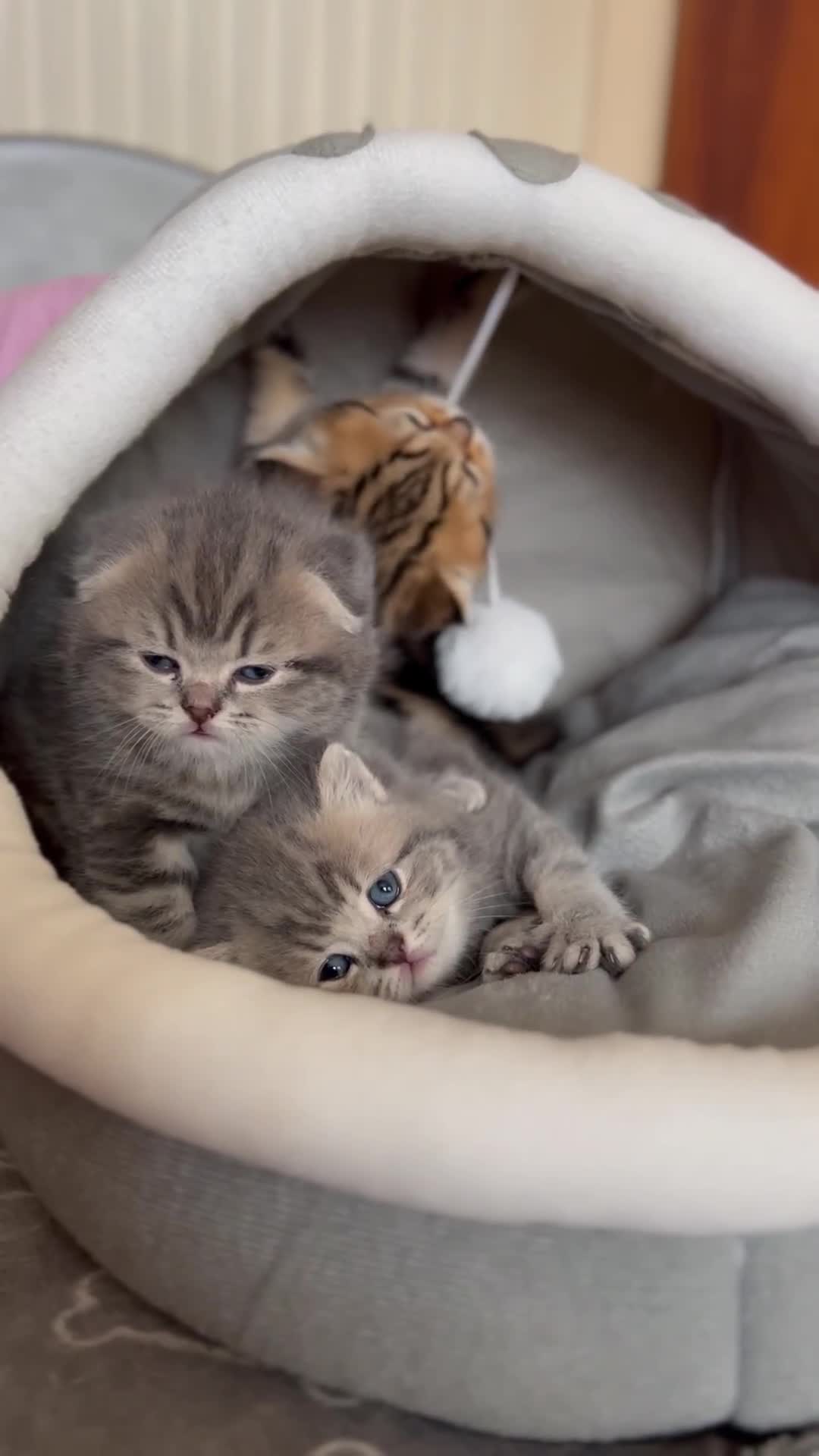 Scottish Fold cats for sale: Pure breed SCOTTISH FOLD - Video 1