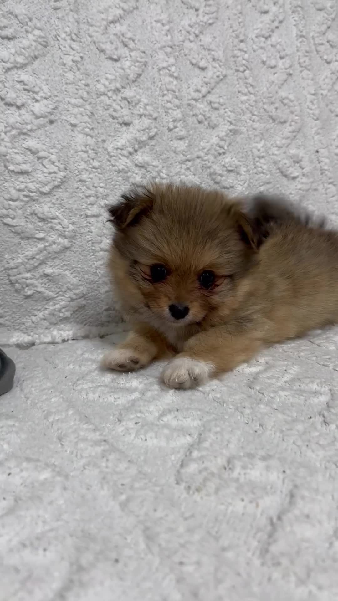 Pomeranian dogs for sale: Pomeranian female ready now in Coventry - Video 1