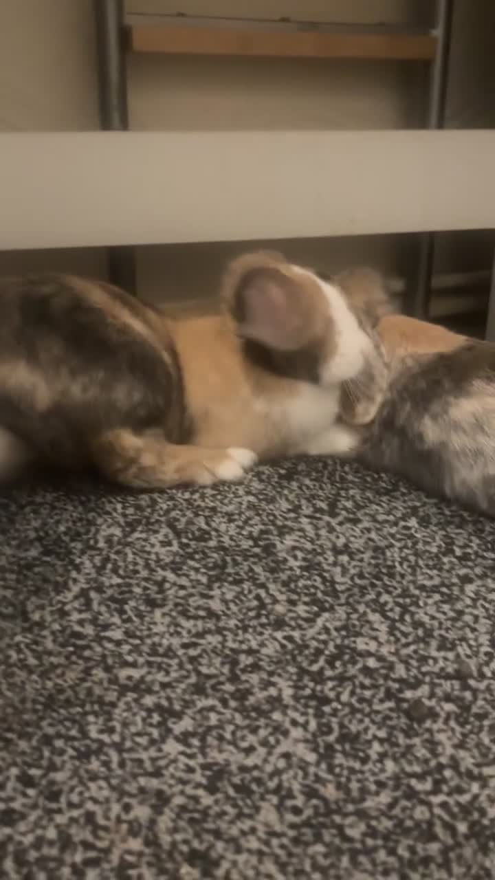 Mixed Breed rabbits for sale: 2 Female Bonded Rabbits Freeroamed. in Rochdale - Video 1
