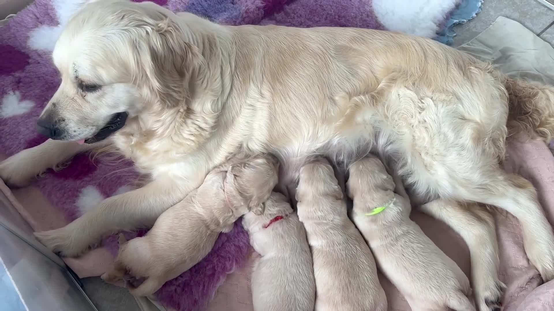 Golden Retriever dogs for sale: KC Registered Golden Retriever Puppies  - Video 2