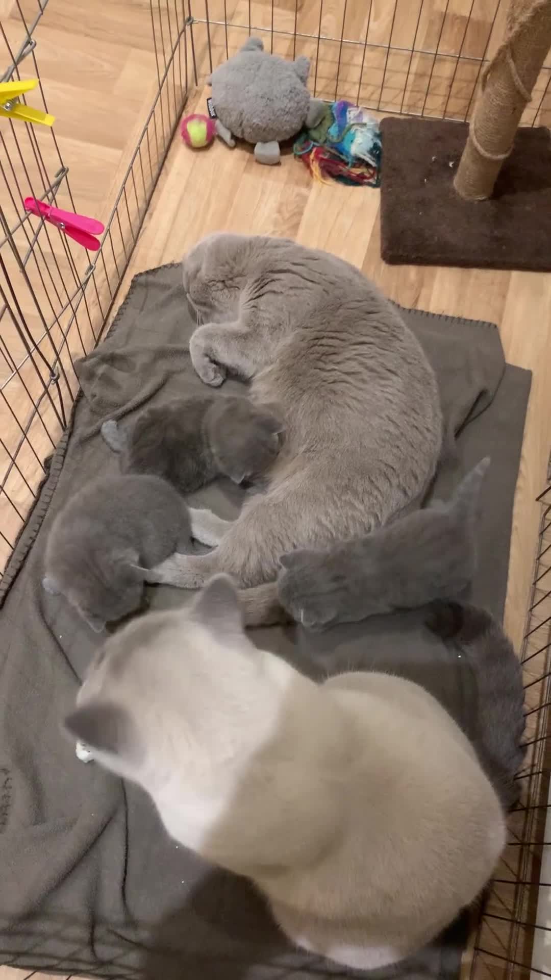 British Shorthair cats for sale: 1 Boy Left-GCCF Pedigr Pure Blue British Shorthair - Video 5